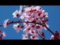 Ae Mere Humsafar Flute Ringtone Flute Ringtone Ae Mere Humsafar Bansuri Ringtone