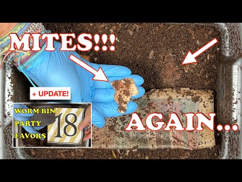 How I Handle Mite Blooms In My Worm Bin! | Vermicompost Worm Farm