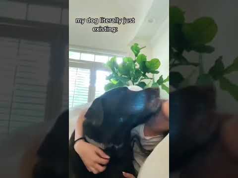 dogs are truly the best #dog #dogs