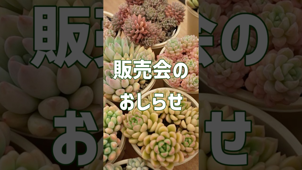 【4月12日広島県で販売会】素敵なご縁となりますように