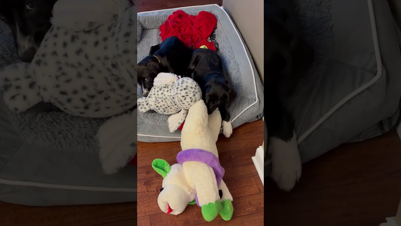 Enlarge Waynette, a ADOPTABLE mixed breed in Warrington, PA video 6/6