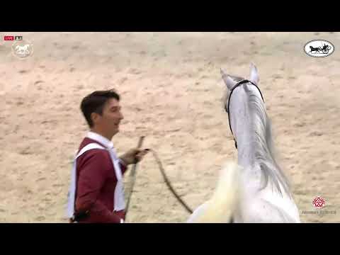 N 94 D SHAHLA   Dubai International Arabian Horse Championship 2021   Mares 7 9 Years Old Class 6