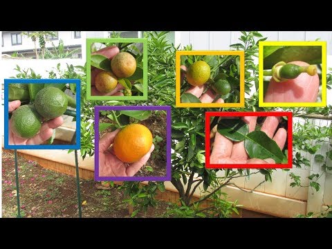 6 Citrus Varieties Multi Grafted onto One Fruit Cocktail Tree!