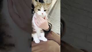 Download lagu He Wants To Run Away But He Couldn't! #cat #shorts mp3 Download lagu He Wants To Run Away But He Couldn't! #cat #shorts mp3