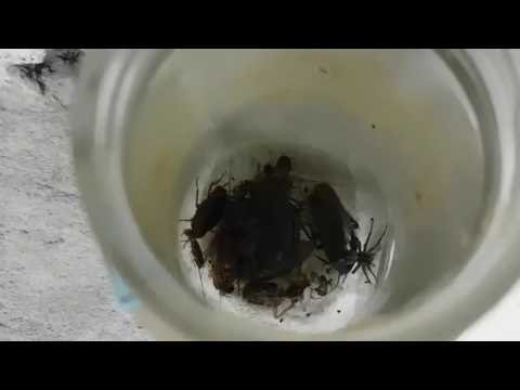 D.I.Y 10 sec  free cockroach trap no handling