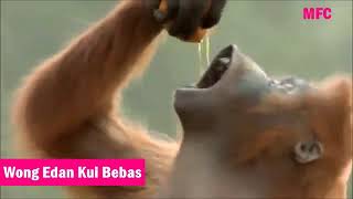 Download lagu Wong edan kui bebas.. VIDEO LUCu!!!!! mp3 Download lagu Wong edan kui bebas.. VIDEO LUCu!!!!! mp3
