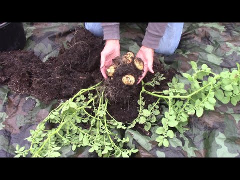 Explosive Ember Pepper Growing From Seedling Through The Summer