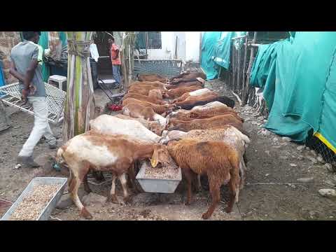 Crescent farm, sheep