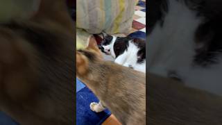 美脚をみせつけていく猫 #shorts