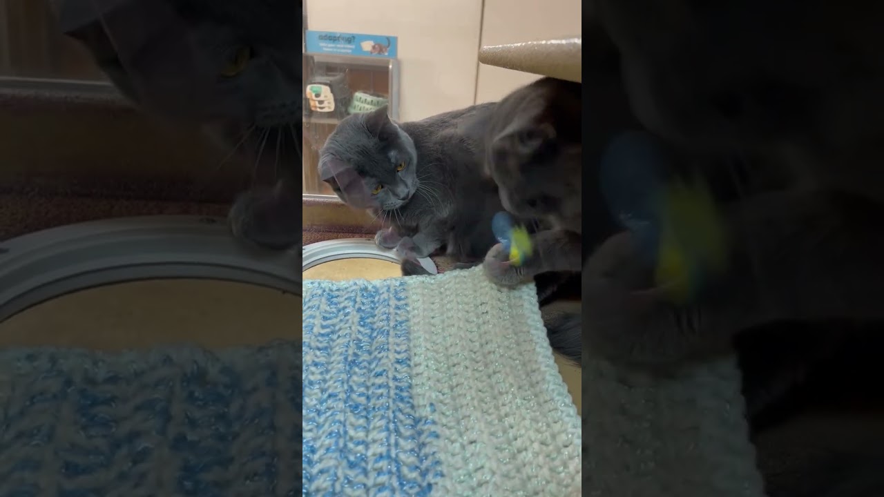 Enlarge Silver (**bonded with Little Grey**), a Adoptable Domestic Short Hair in Scarborough, ON video 5/6