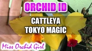 Cattleya Tokyo Magic - Golden fragrant Cattleya Orchid