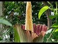 2019 Corpse Flower Timelapse