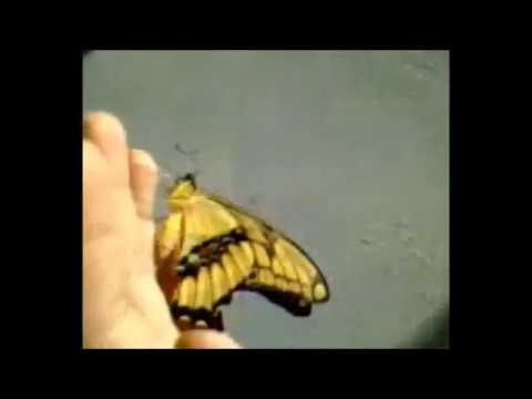 Amiga Borboleta video