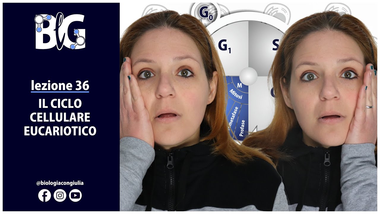 Il CICLO CELLULARE EUCARIOTICO - interfase, fase M e differenze di base tra mitosi e meiosi