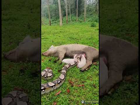 The dog bit the python to death to save the herd of pigs