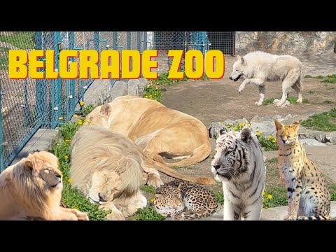 we went to belgrade zoo... and we have mixed feelings