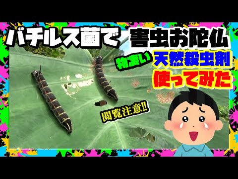 園芸 ジェイムソンのストレプトゾレン、オレンジブロワリア