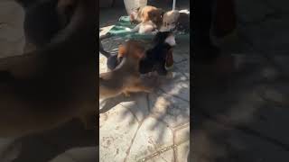 Video preview image #1 Chihuahua-Colonial Cocker Spaniel Mix Puppy For Sale in Corona, CA, USA