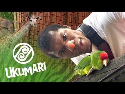Visiting the Ukumarí Zoo: an unforgettable experience 🇨🇴