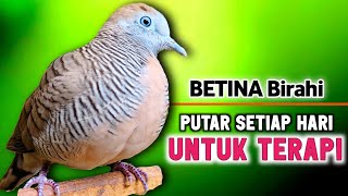 Download lagu The Sound of Female Zebra Dove Calling the Male Proven 100% Effective for Masteran mp3 Download lagu The Sound of Female Zebra Dove Calling the Male Proven 100% Effective for Masteran mp3