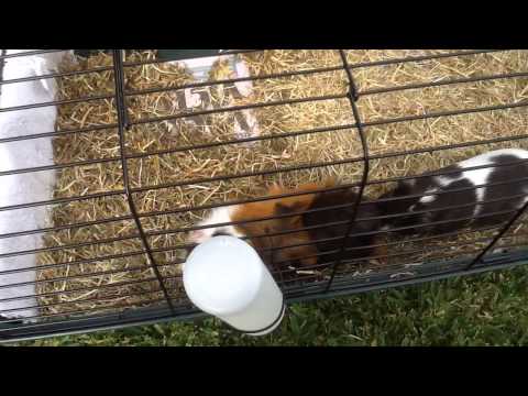 How to breed guinea pigs