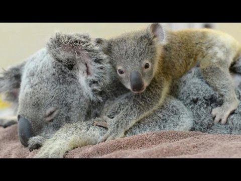 Baby koala holds mother throughout operation - Download and Watch Videos on  DoroTV