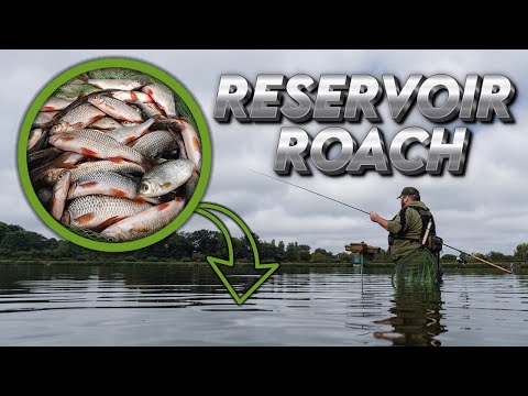 RESERVOIR ROACH | Waggler Fishing | Quality Roach