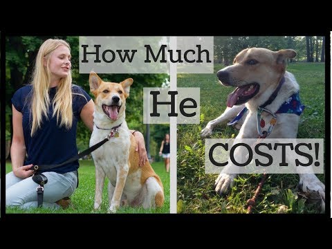 How Much a Dog REALLY Costs