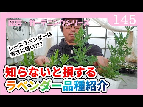 リアルラベンダー 植物