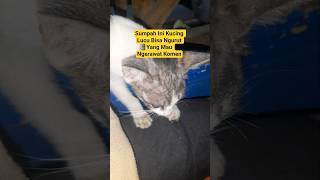 Download lagu Sumpah Ini Kucing Pinter Lucu Bisa Ngurut Yang Mau Ngerawat coment mp3 Download lagu Sumpah Ini Kucing Pinter Lucu Bisa Ngurut Yang Mau Ngerawat coment mp3