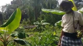 (v)ITAL, biologisch in Suriname/ Organic in Suriname