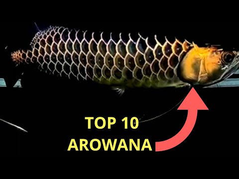 TOP 10 ASIAN AROWANA | Beautiful Asian Arowana : The Legendary Dragon Fish