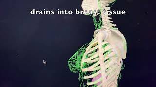How the infection in your mouth can make its way to your breasts.
