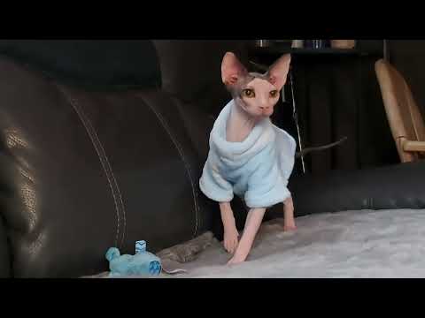 Sphynx, Sphinx kitten (can deliver) - Image 2