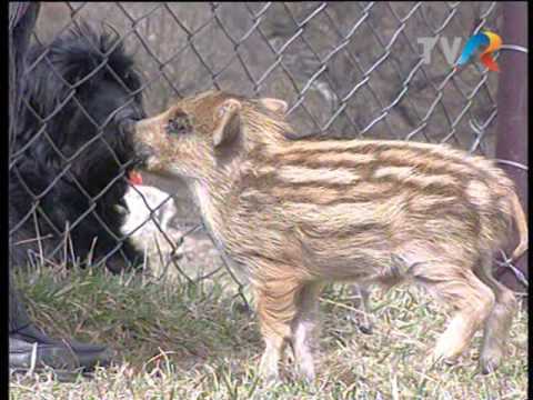 Arca lui Noe - Godacul