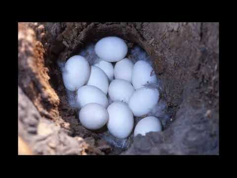 Nidos de Patos en huecos o en nidos abandonados Duck nests Esperanza Santa Fe Argentina 2026