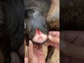 Pale Vagina Showing The Animal Is Anemic Buffalo Cow Anemia Anemic Surgeryday