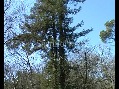 Conifera nature01web