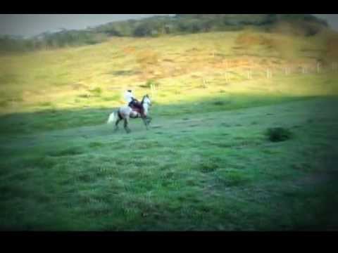 Plutônio Queixada - mangalarga marchador a venda