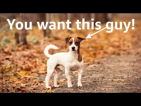 Why Jack Russell Terriers are the best!