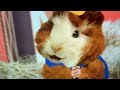 Wonder Pets Linny Tries To Rock The Baby Piglet
