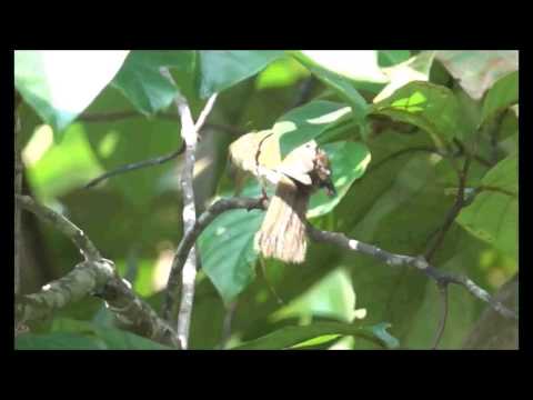Bulbul plavoboký (Iole crypta) — správanie, biotop a hlas