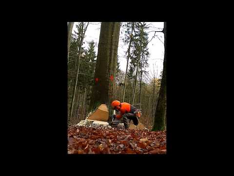 Fällung einer Starkholz Buche per Vorhänger/Sicherheitsfälltechnik und der MS 461