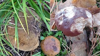 Despite the afflictions