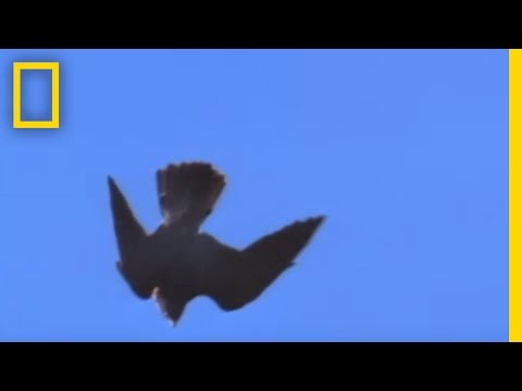 Skydiving Falcon — National Geographic