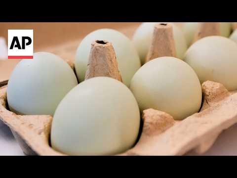 Egg producers will pay $3.3M and donate 53M eggs to settle ...