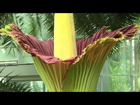 download lagu mp3 mp4 12 Year Blooming Flower, download lagu 12 Year Blooming Flower gratis, unduh video klip 12 Year Blooming Flower