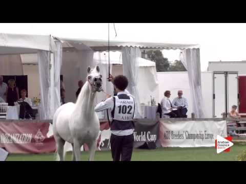 N.102 AL FAKHIR - Chantilly 2015 ABCE - Stallions 5 years old and above (Class 10)