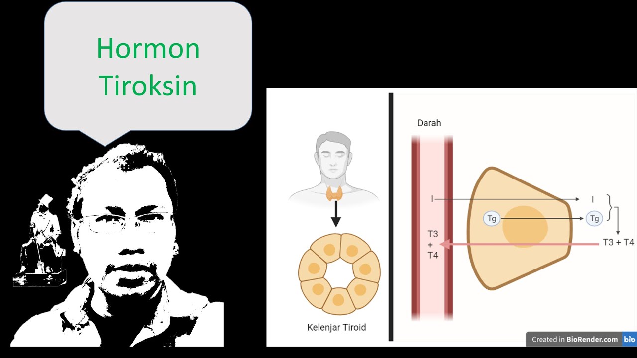 Hormon Tiroksin