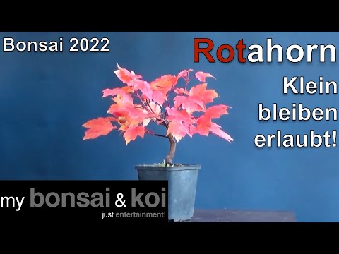 Bonsai 2022-54 - Rotahorn - Acer rubrum - der Kleine, der klein bleiben darf!